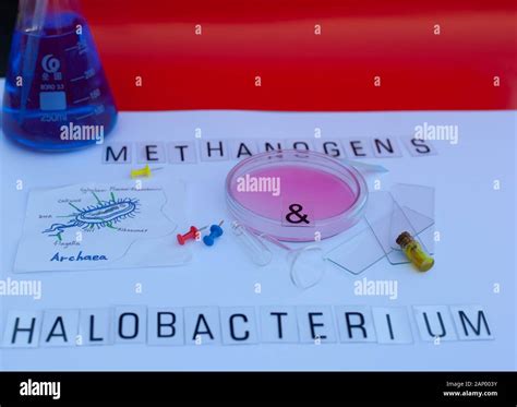 Methanogens