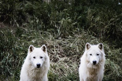 Two Arctic White Wolves Stock Photo Image Of Arctic 193204692