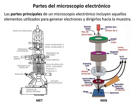 Microscopios Electronicos Microscopio Electronico De Barrido Y De