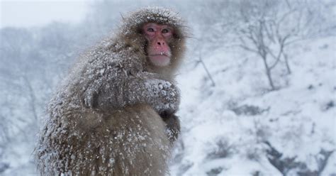 Snow monkeys of Japan