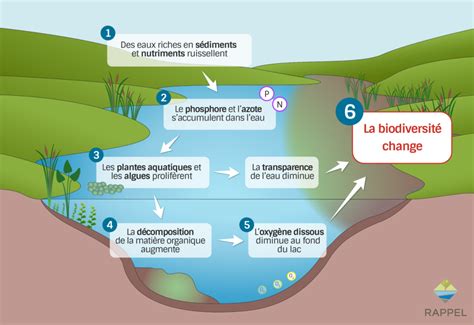 Eutrophisation Rappel