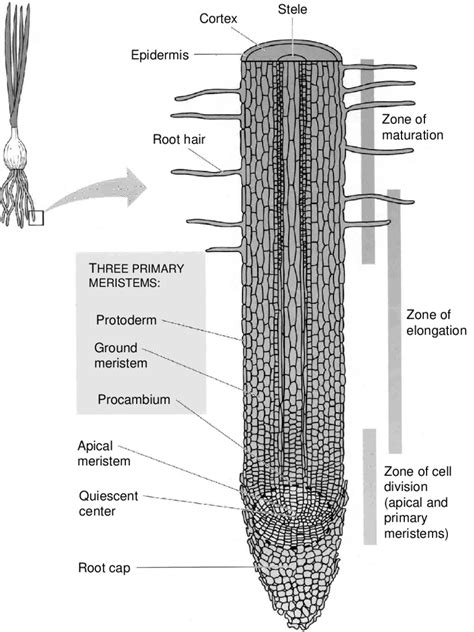 Regions Of Root Tip