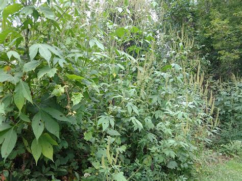 Ragweed Main Culprit As Many Suffer From Fall Allergies Wizm 923fm