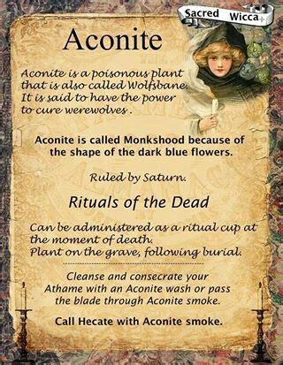 Aconite Wicca Essential Oil Diffuser Blends Recipes Magical Herbs