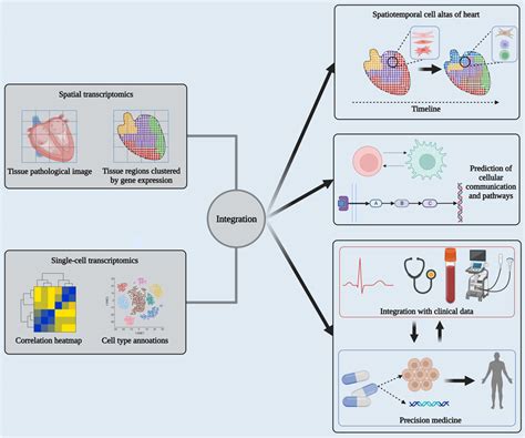 Integration Of Single Cell And Spatial Transcriptomics In The