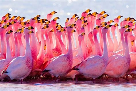 Flamingos Uyuni Visit South America