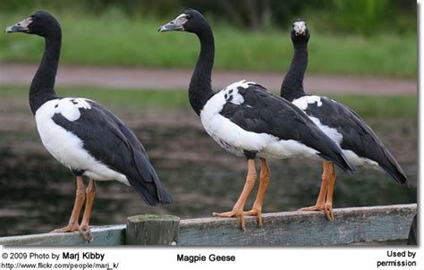 Magpie-goose (Anseranas semipalmata)