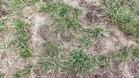 Seedling Problems Lawns University Of Maryland Extension