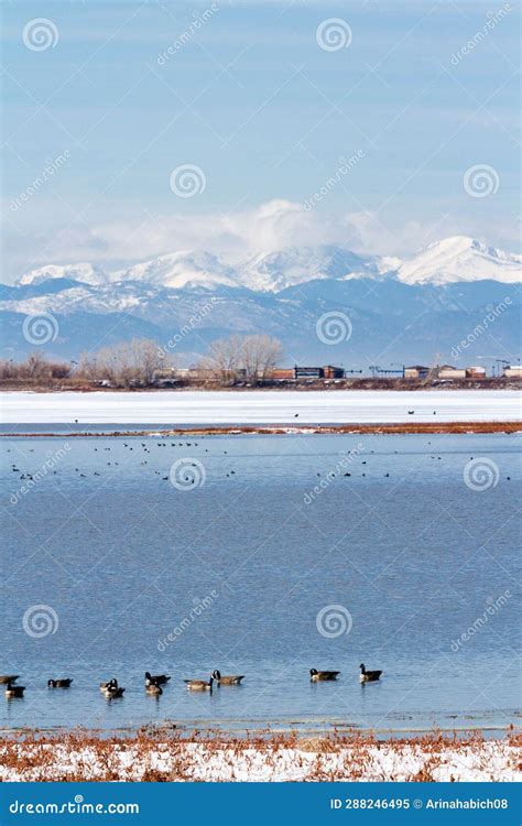 Geese migration stock image. Image of bird, neck, migration - 288246495