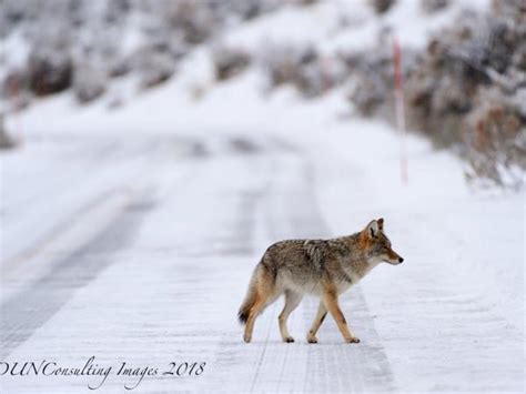 Yellowstone winter wildlife tour | Responsible Travel