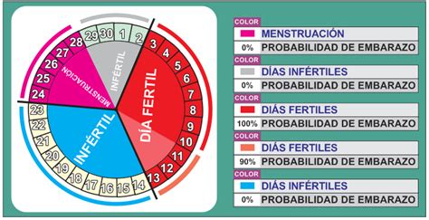 Una Mujer Puede Quedar Embarazada En Su Ciclo Menstrual Katie Thomas