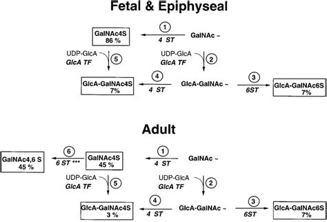 Schematic Representation Of Biosynthetic Steps Involved In The