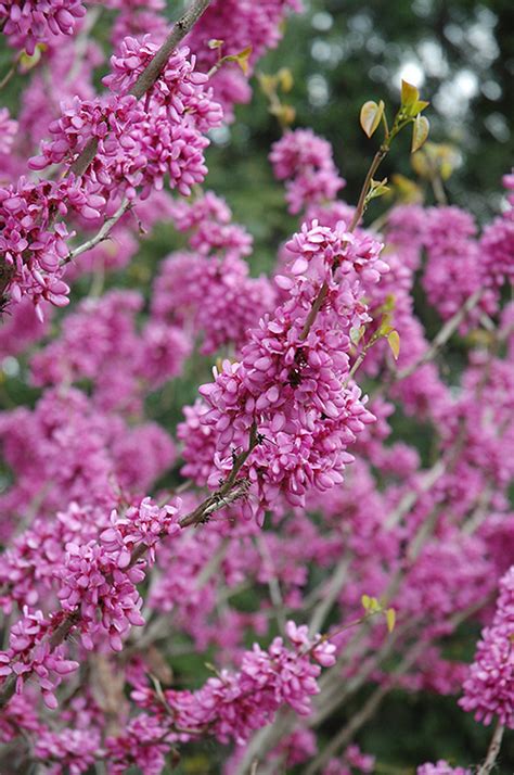 Avondale Redbud Cercis Chinensis Avondale In Issaquah Seattle