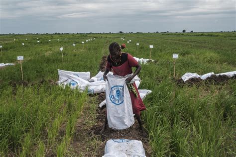 South Sudan Fao Intensifies Efforts To Increase Resilience Of Agrifood