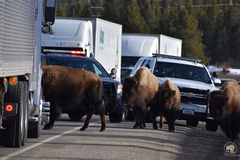 Update from the Field: Yellowstone is Slaughtering our National Mammal