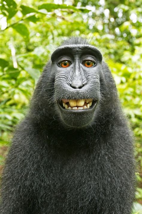 Se Um Macaco Faz Um Selfie Na Floresta De Quem é Os Direitos Autorais