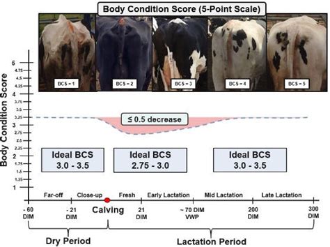 Excellent Nutrition During Lactation Results In Proper Body Condition In Dry Cows Which Is A