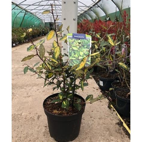 Eleagnus Pungens Maculata Litre Pot Cm Bridgend Garden Centre