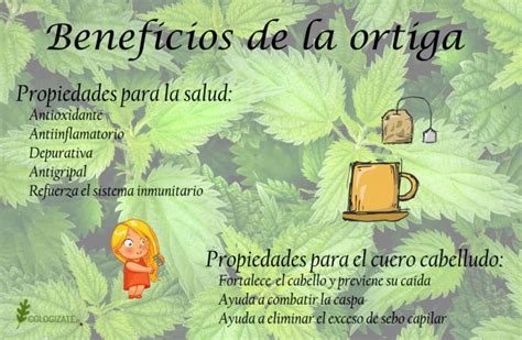 Las Propiedades De La Ortiga Una Planta Medicinal Ecologizate