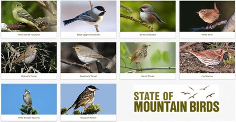 Updated for 2020: State of the Mountain Birds Report | Vermont Center ...