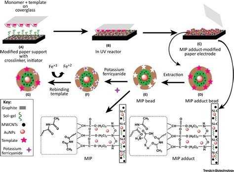 Molecularly Imprinted Polymers In Electrochemical And Optical Sensors