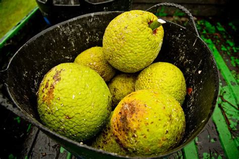 Breadfruit Flour 100% Gluten Free – Zest Of Moringa