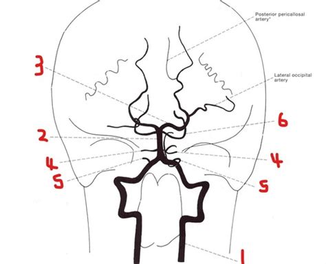 Posterior Cerebral Arteries Flashcards Quizlet