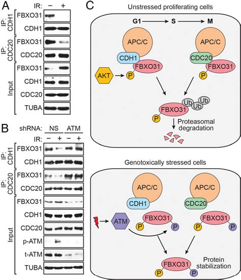 PDF Degradation Of FBXO31 By APC C Is Regulated By AKT And ATM