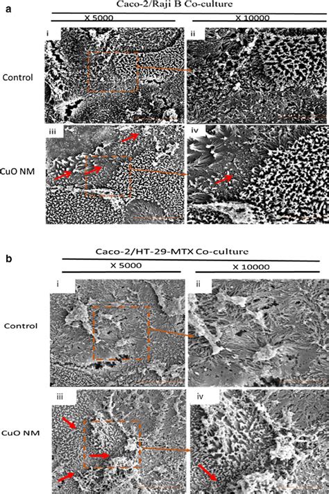 Sem Imaging Of The Caco Raji B A Caco Ht Mtx B Co Culture