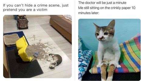 Memes That Perfectly Capture The Oddities Of Cats Know Your Meme