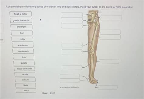 Solved Correctly Label The Following Bones Of The Lower Limb