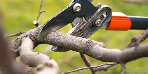 Come Potare Le Piante Le Regole Per Non Sbagliare Arreda Il Giardino