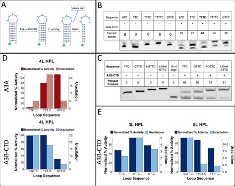 Biochemical Activity Of A3a And A3b Ctd For Different Hairpin Loops A Download Scientific