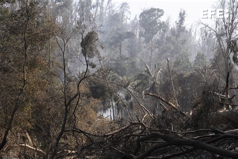 La Jornada Maya Internacional Efe El Mayor Jardín Botánico De Chile Quemado Tras Los