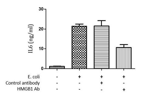 Anti Hmgb1 Clone Sqab20175 Arigo Biolaboratories Biomol De