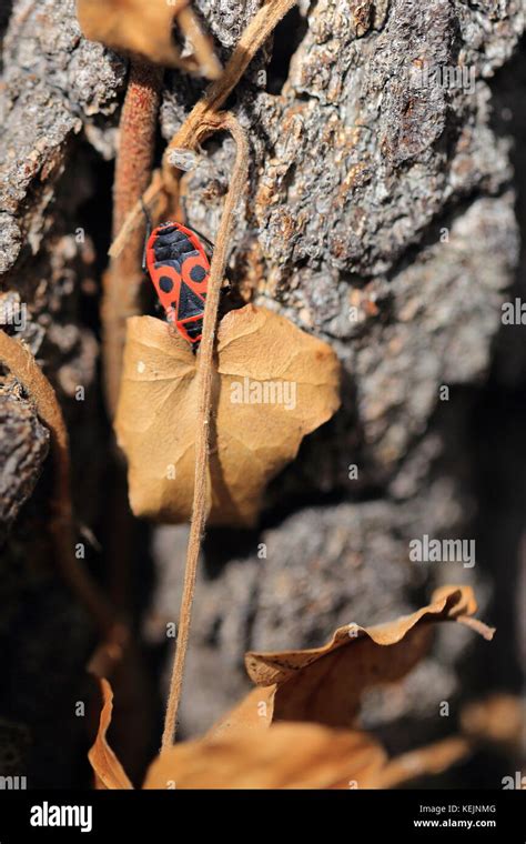 Red Bug Pyrrhocoris Apterus On A Tree By Dried Leaf Stock Photo Alamy