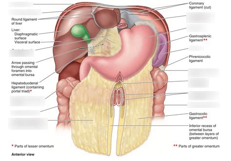 Closer Look At The Abdominal Viscera Diagram Quizlet