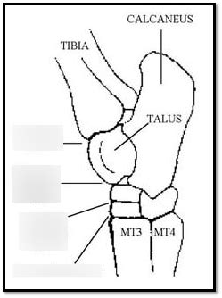 Comparative Veterinary Anatomy Diagram Quizlet