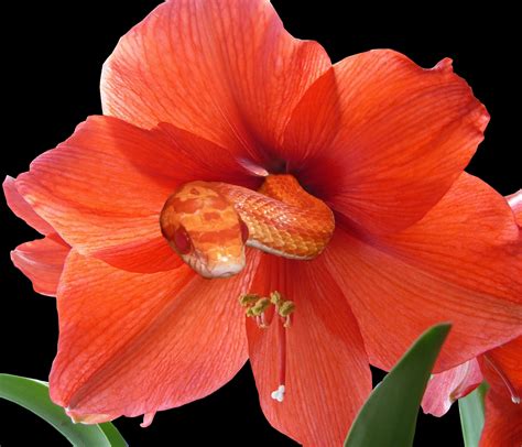 Fotos gratis flor pétalo florecer rojo cerca flora serpiente