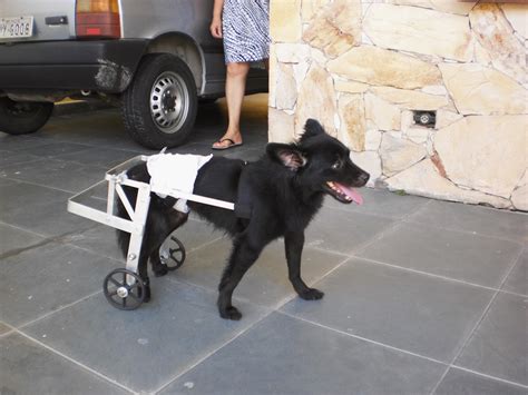 Cadeira De Rodas Para Cachorro Cadeiras De Rodas Para Cachorros E Gatos