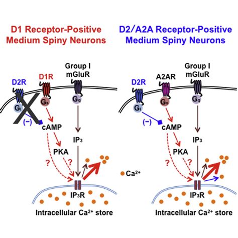 Differential Dopamine Regulation Of Ca Signaling And Its Timing