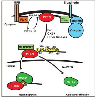 PDF PTEN A Novel Anti Oncogenic Function Independent Of Phosphatase