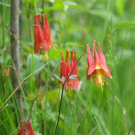 Aquilegia Canadensis Wild Columbine Buy Native Plants Native