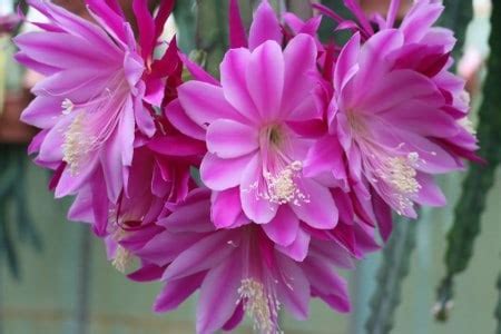 Fluffy Beauty - Epiphyllum