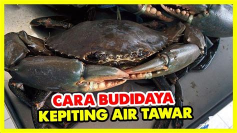 Budidaya Kepiting Air Tawar Di Rumah YouTube