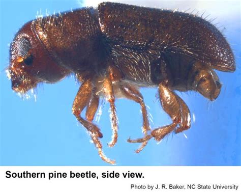 Southern Pine Beetle NC State Extension Publications