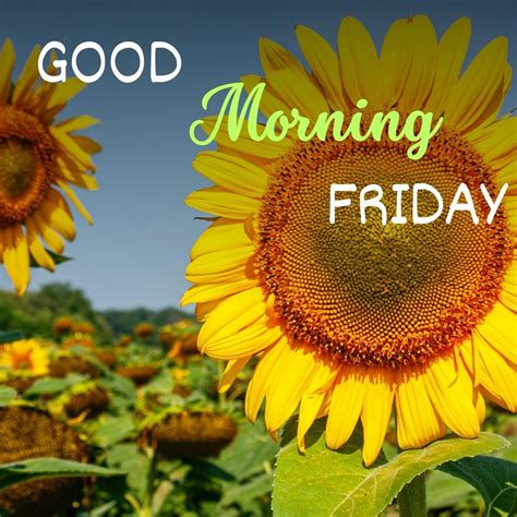 121 Good Morning Friday Images For Whatsapp Free Download