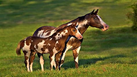 Mother And Baby Horses Are Like Two Drops Of Water – Horse Spirit