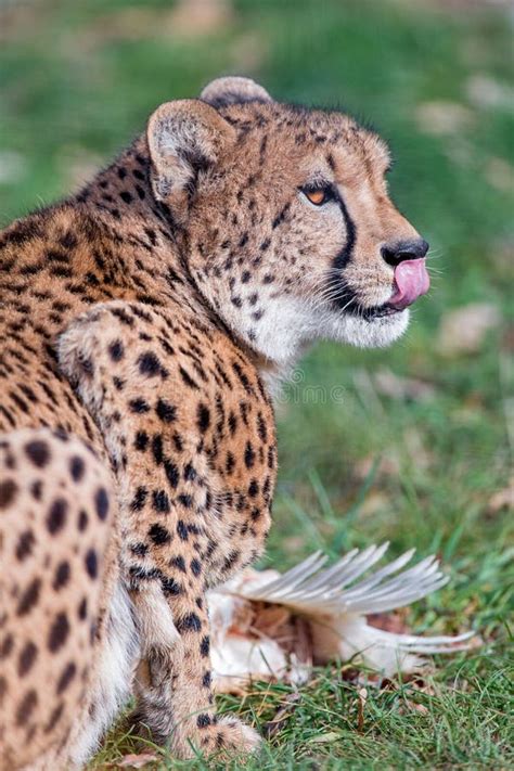 Beautiful Cheetah Eating Its Prey Stock Photo - Image of sunlight ...