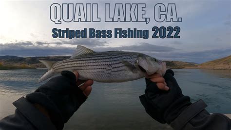 Fishing For Striped Bass Quail Lake Ca Youtube